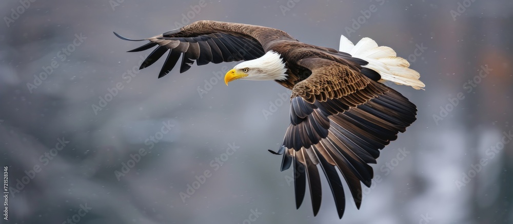 Obraz premium American Bald Eagle bird flying. AI generated image