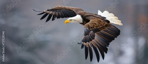 American Bald Eagle bird flying. AI generated image