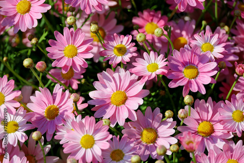 A close-up background photo of a pink Margaret flower garden