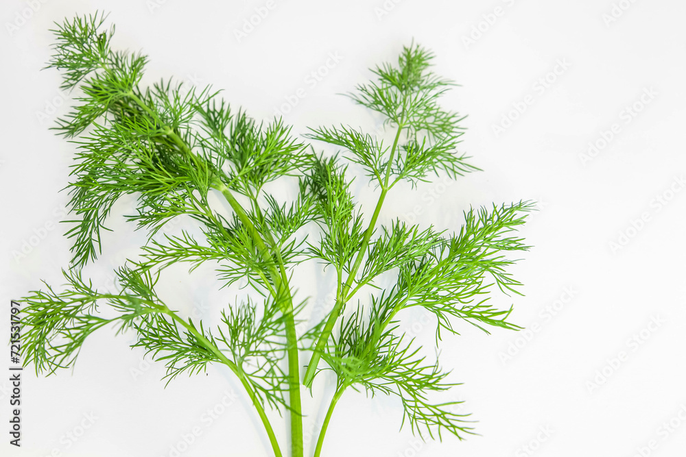 Dill on white background.