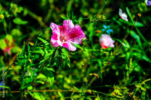 Obraz na płótnie Flowers. Photo. Wojciech Fondalinski w salonie