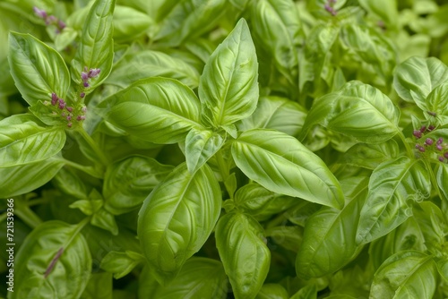 A close-up image of a green basil plant with serrated leaves and purple flowers