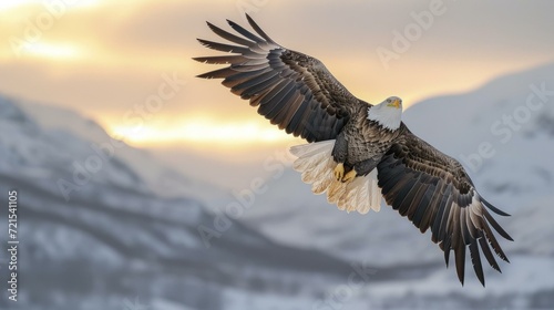 majestic bald eagle flying over snow capped mountains © Adobe Contributor
