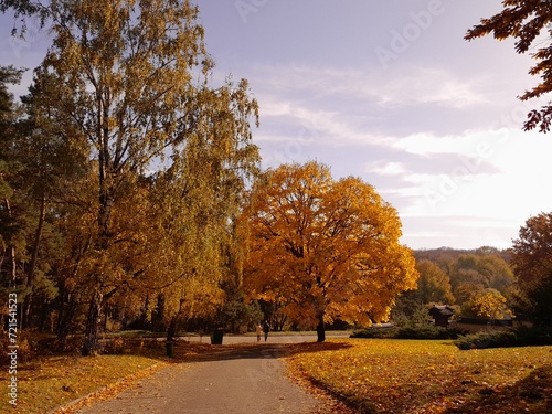 autumn in the park