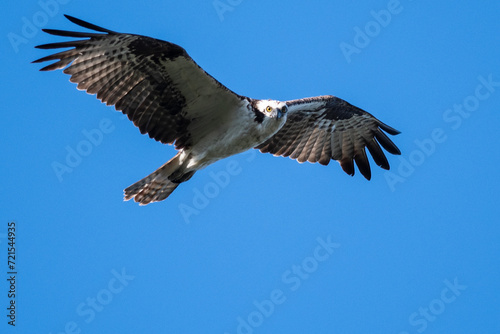 Lone Osprey Flying in a Blue Sky While Making Direct Eye Contact