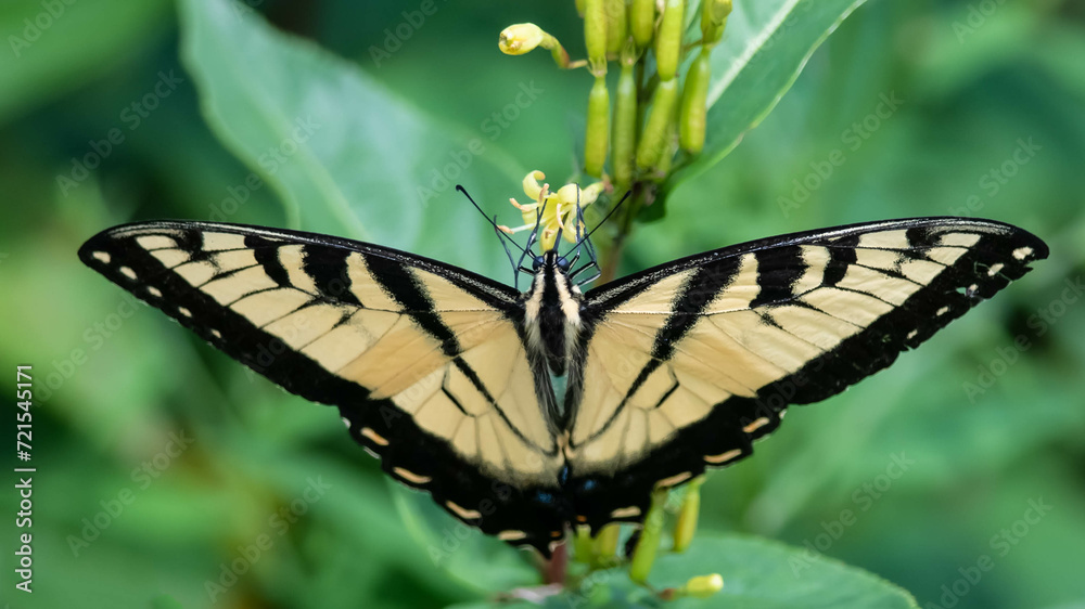 Fototapeta premium Eastern Tiger Swallowtail Butterfly Sipping Nectar from the Accommodating Flower