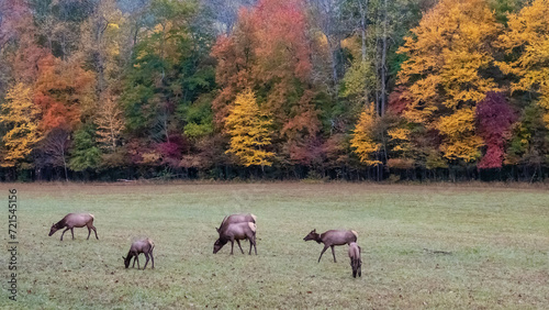 Herd of Elk Grazing Quietly on a Beautiful Autumn Morning