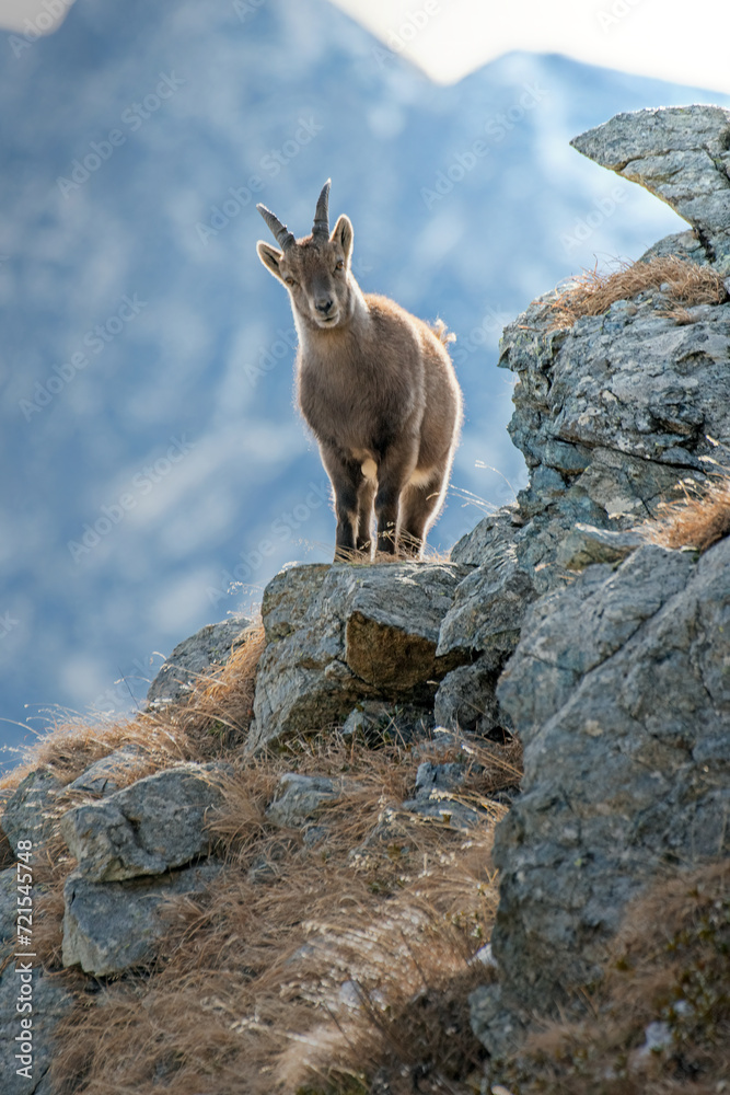 Female alpine ibex (Capra ibex) standing on rocks in its typical habitat, posing in high mountain landscape, Alps Mountains, Italy. January.