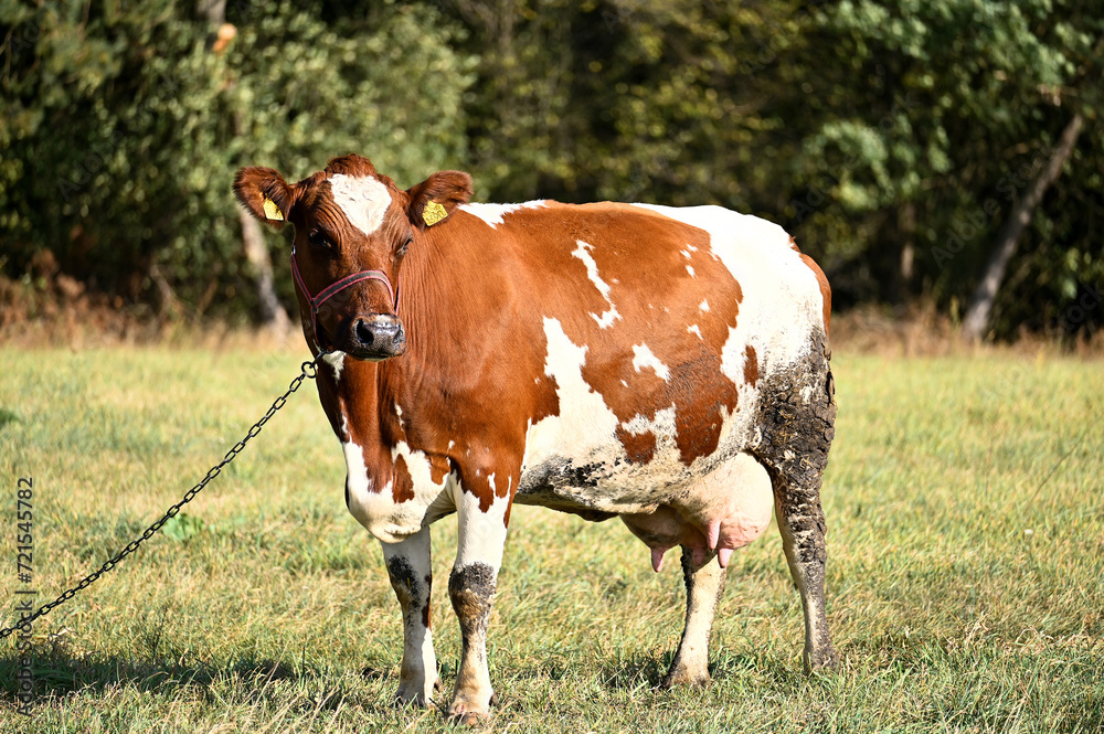 Obraz premium beautiful cow with a spot on its forehead on a pasture