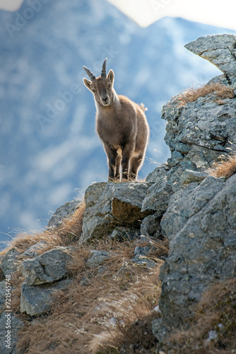 Obraz na płótnie Female alpine ibex (Capra ibex) standing on rocks in its typical habitat, posing in high mountain landscape, Alps Mountains, Italy. January. w salonie
