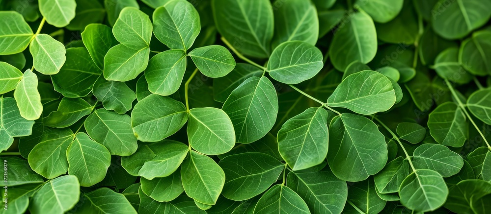 Magnificent Moringa Leaf Extravaganza: A Stunning Showcase of the Versatile Moringa oleifera and its Lush Leaves Magnificent Moringa Leaf Extravaganza: A Stunning Showcase of the Versatile Moringa oleifera and its Lush Leaves