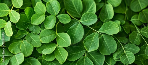 Magnificent Moringa Leaf Extravaganza: A Stunning Showcase of the Versatile Moringa oleifera and its Lush Leaves photo