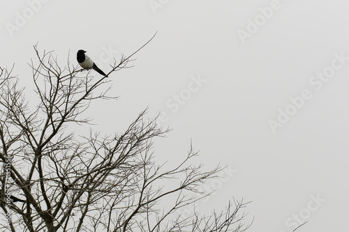 Magpie on a branch in winter.