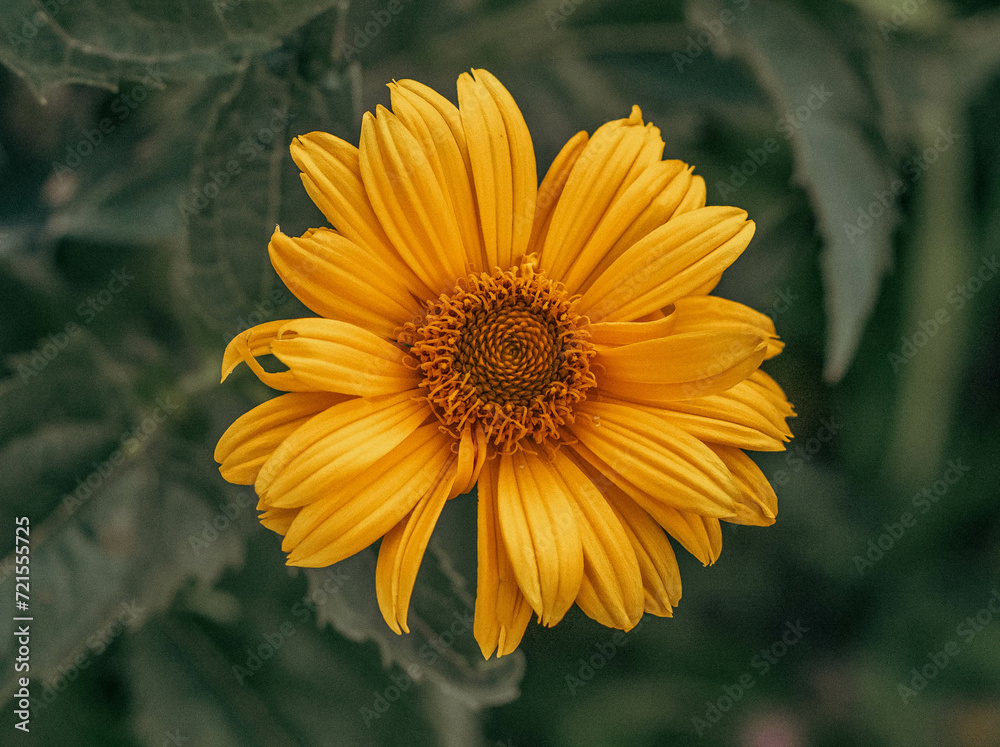 Obraz premium Close-up Of Orange Flowering Plant