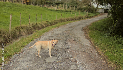 Bild auf Leinwand forest trail with my pet
