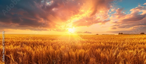 Golden Field of Wheat with Majestic Sunset Casting a Gorgeous Glow on the Surreal Landscape