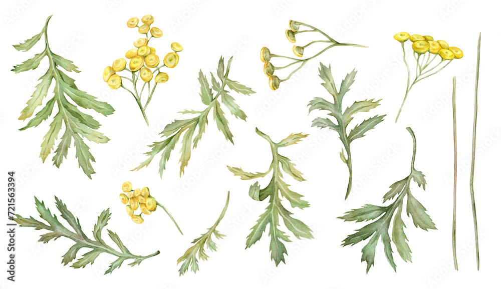 Watercolor common tansy. Set of yellow field flowers. Hand drawn illustration isolated on white background. Bundle botanical medicinal wildflowers clipart. Elements - obrazy, fototapety, plakaty 