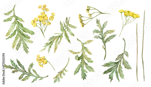 Watercolor common tansy. Set of yellow field flowers. Hand drawn illustration isolated on white background. Bundle botanical medicinal wildflowers clipart. Elements