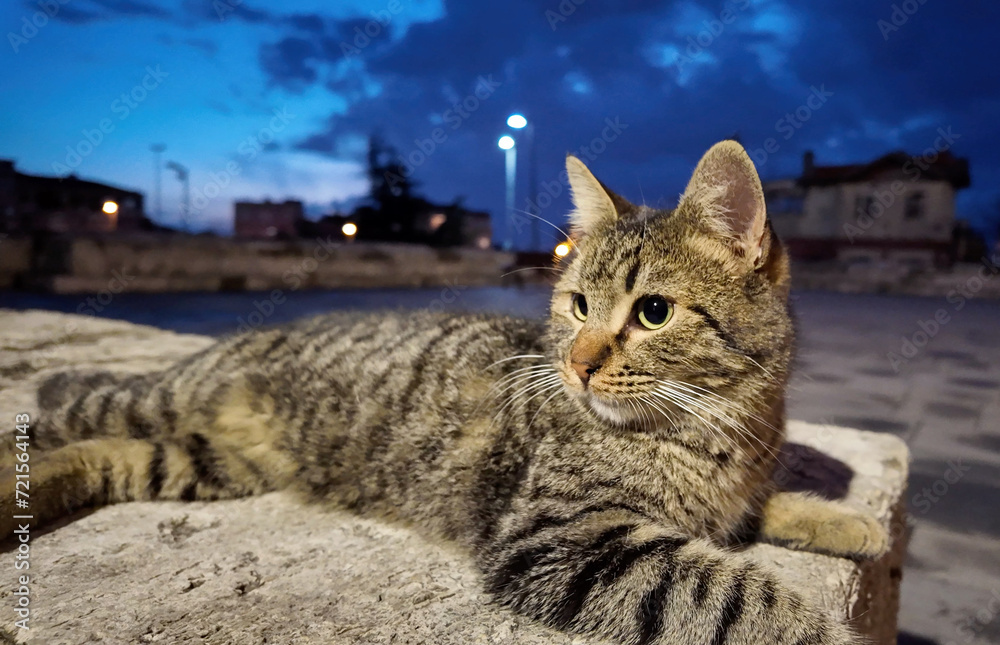 Naklejka premium a cat resting