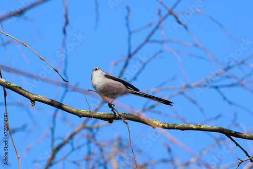 long-tailed tit perching on a tree branch on a sunny winter day