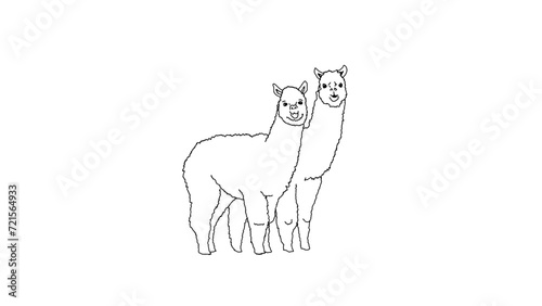 Vector outline of two alpaca