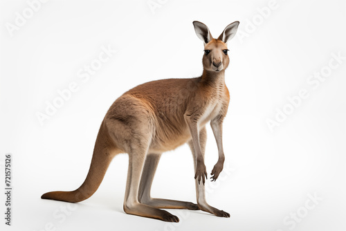 Kangaroo animal on white background © Ritthichai