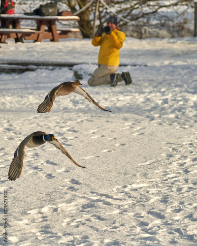 Fototapeta Naklejka Na Ścianę i Meble -  The photographer in the yellow jacket captures ducks in flight over a frozen lake in Oslo, Norway, creating a winter scene of beauty and activity.