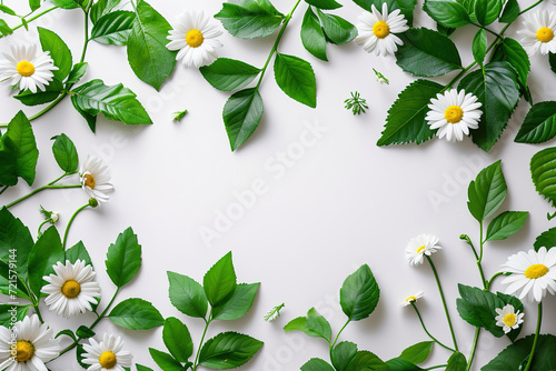 Flat lay of spring daisies and leaves with copy space.