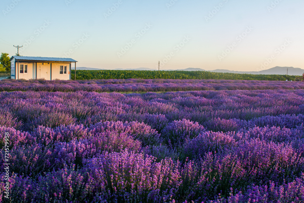 Magnificent views of lavender fields at sunset