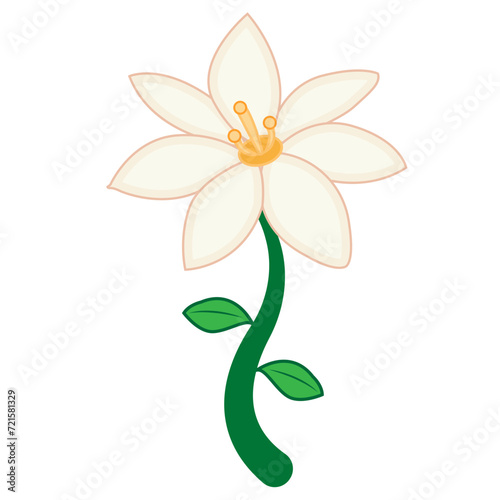 Lilium Flower Illustration