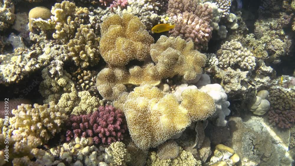 Leather soft coral on the reef. Sarcophyton trocheliophorum Leather soft coral on the reef. Sarcophyton trocheliophorum