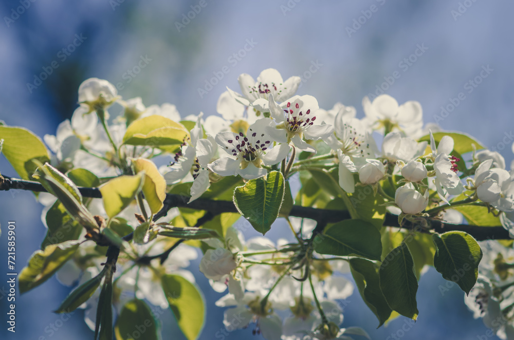 Obraz premium tiny white flowers blooming on tree in springtime