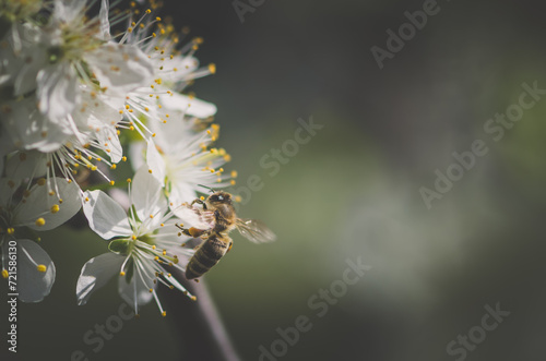 bee flying around flowers in spring time, copy space