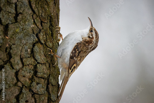 Eurasian treecreeper holds on a tree trunk and climbs up. Close-up portrait of Eurasian treecreeper with copyspace and grey background.