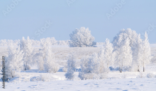 Frozen nature, trees covered with thick frost on a frosty winter day