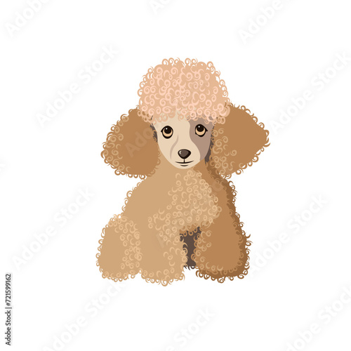toy poodle puppy