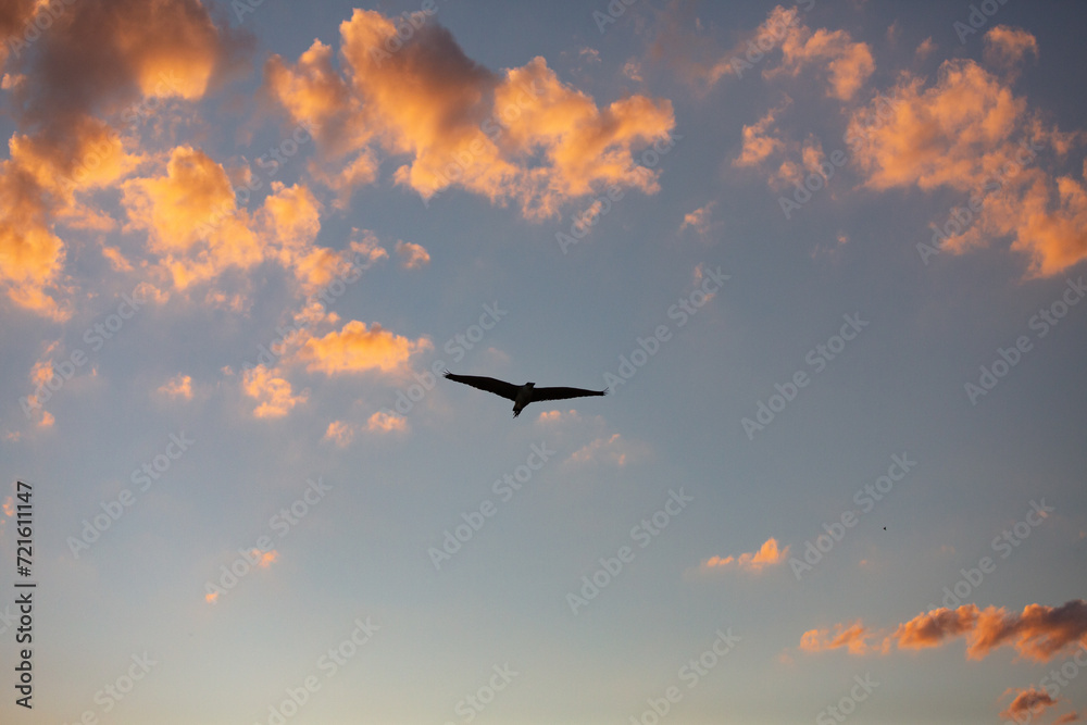 colorful clouds and bird flying

