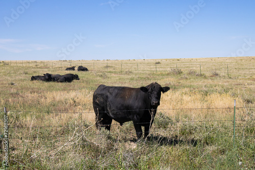 The dark brown Bull stands in Prairie of Colorado (America)