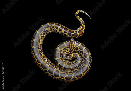 burmese python