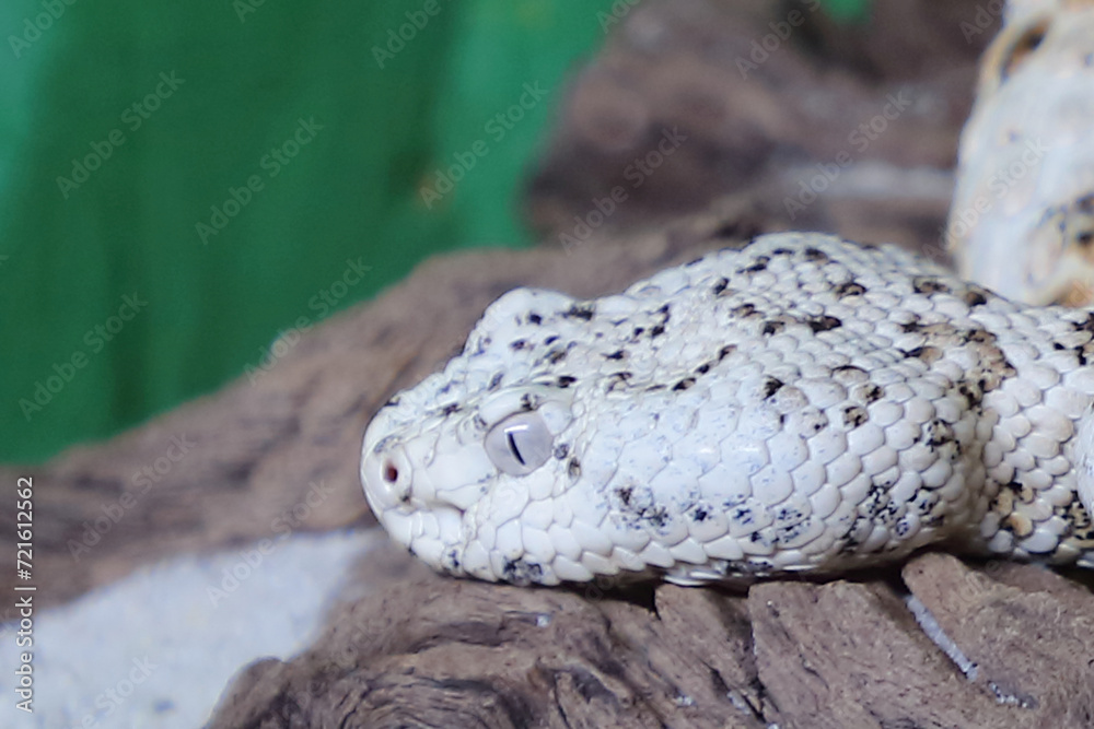 Fototapeta premium Gefleckte Klapperschlange / Speckled rattlesnake or Mitchell's rattlesnake / Crotalus mitchellii pyrrhus