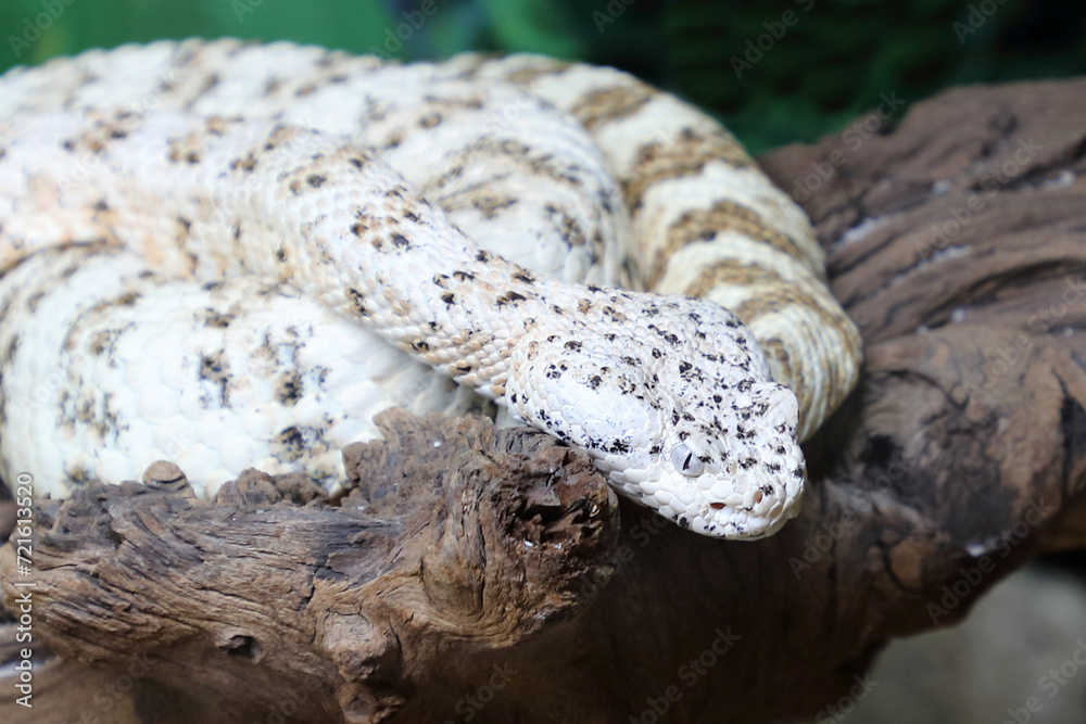 Gefleckte Klapperschlange / Speckled rattlesnake or Mitchell's rattlesnake / Crotalus mitchellii pyrrhus Gefleckte Klapperschlange / Speckled rattlesnake or Mitchell's rattlesnake / Crotalus mitchellii pyrrhus