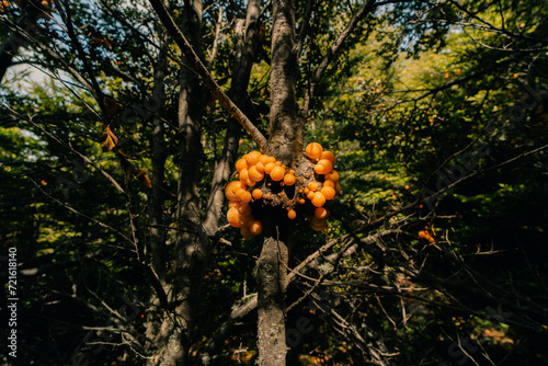 Cyttaria hariotii is a edible mushroom commonly called llao llao and pan de indio in ushuaia photo