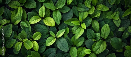 Background of lush green leaves brings a vibrant summertime heat