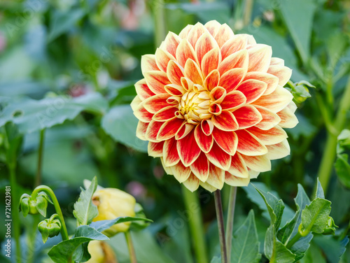 beautiful dahlia of green backdrop