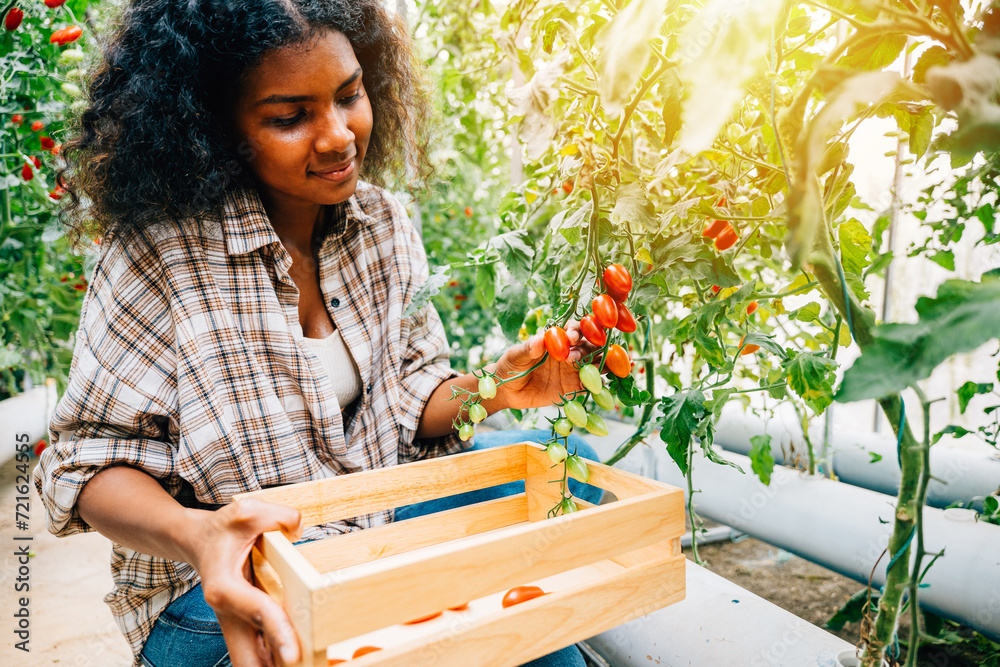 Amidst a sunny farm a black woman farmer in a hat gathers fresh red tomatoes. Hand-cutting and placing them into a wooden crate. Greenhouse harvest showcasing nature's growth and bounty. - obrazy, fototapety, plakaty 