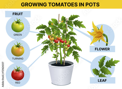 Growing tomatoes in pot. Agricultural, biological infographic. Educational infographic for kids. Vector illustration. 