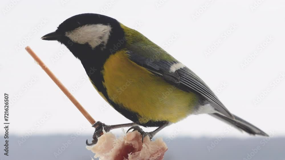 Great tit eats a piece of bacon and salo against the backdrop of a winter landscape. Great tit eats a piece of bacon and salo against the backdrop of a winter landscape.