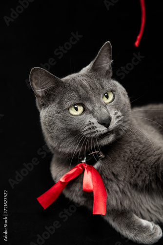Gorgeous gray cat in red tie on black background. Closeup portrait, vertical stock photo.