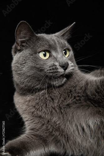 Funny gray cat on black background. Closeup portrait, vertical stock photo.