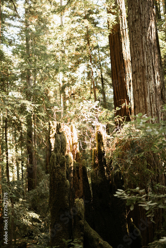 Redwoods Stump